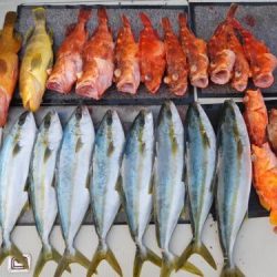 第二一之紀丸(ダイニイチノキマル) 釣果