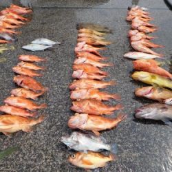 第二一之紀丸(ダイニイチノキマル) 釣果