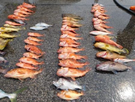 第二一之紀丸(ダイニイチノキマル) 釣果