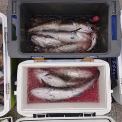 気仙沼　つり丸 釣果