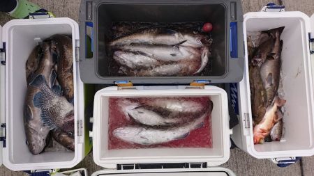 気仙沼　つり丸 釣果