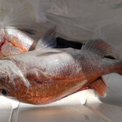 遊漁船 新鋭丸 釣果