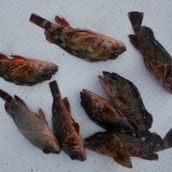 TOPGUN名古屋 釣果