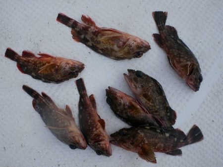 TOPGUN名古屋 釣果