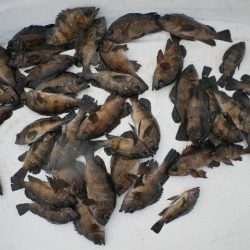 TOPGUN名古屋 釣果