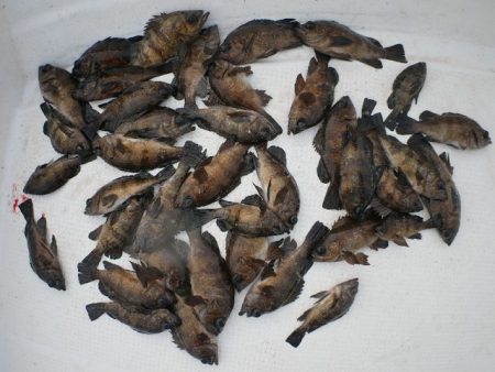 TOPGUN名古屋 釣果