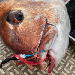 龍神丸(鹿児島) 釣果