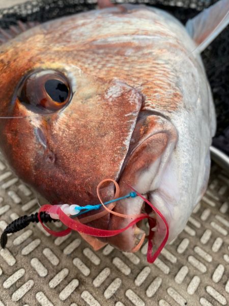 龍神丸(鹿児島) 釣果