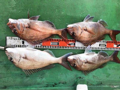 三邦丸 釣果