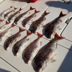 暁〜akatsuki〜 釣果