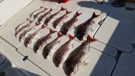 暁〜akatsuki〜 釣果