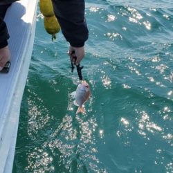 遊漁船 ニライカナイ 釣果