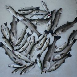 TOPGUN名古屋 釣果