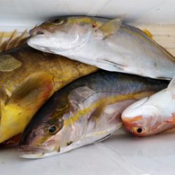 遊漁船 新鋭丸 釣果