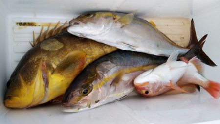 遊漁船 新鋭丸 釣果