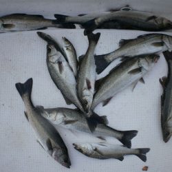 TOPGUN名古屋 釣果