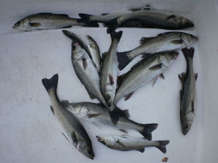 TOPGUN名古屋 釣果