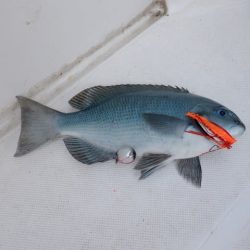 開進丸 釣果