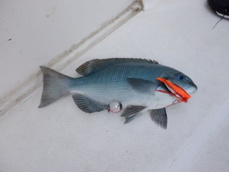 開進丸 釣果