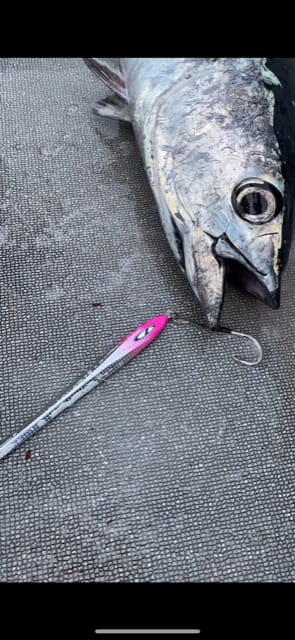 へいみつ丸 釣果