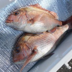 こうゆう丸 釣果