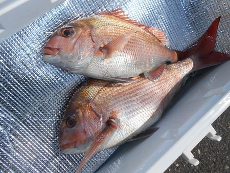 こうゆう丸 釣果