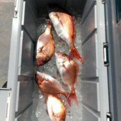 ファイヤードルフィン 釣果