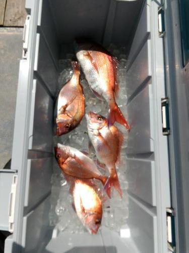 ファイヤードルフィン 釣果