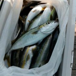 ファイヤードルフィン 釣果