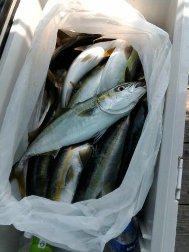 ファイヤードルフィン 釣果