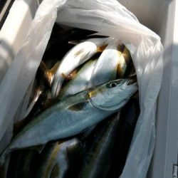 ファイヤードルフィン 釣果