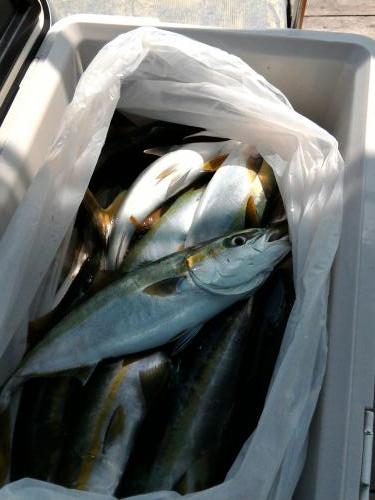 ファイヤードルフィン 釣果