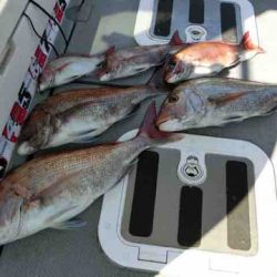 遊漁船 セトマリン 釣果