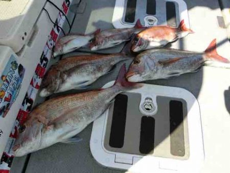 遊漁船 セトマリン 釣果