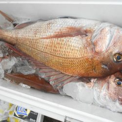 こうゆう丸 釣果