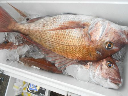 こうゆう丸 釣果