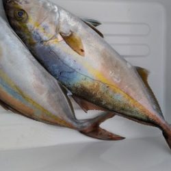 遊漁船 新鋭丸 釣果