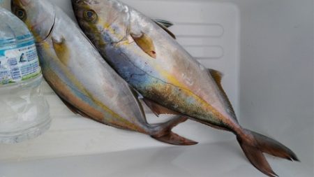 遊漁船 新鋭丸 釣果