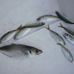 TOPGUN名古屋 釣果