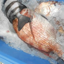 こうゆう丸 釣果