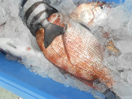 こうゆう丸 釣果