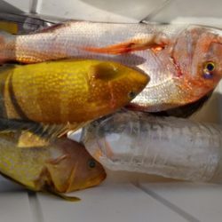 遊漁船 新鋭丸 釣果