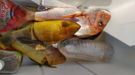 遊漁船 新鋭丸 釣果