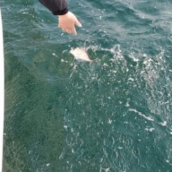 遊漁船 ニライカナイ 釣果