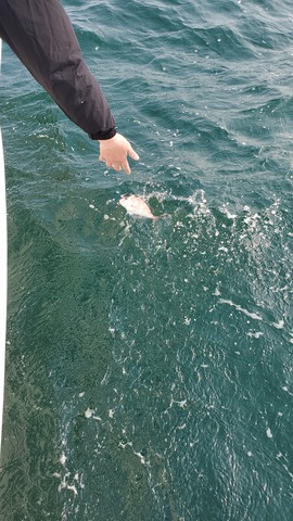 遊漁船 ニライカナイ 釣果