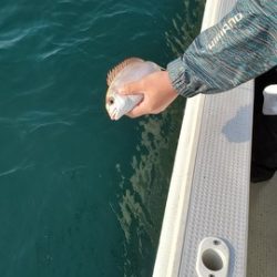 遊漁船 ニライカナイ 釣果