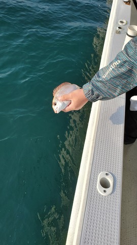 遊漁船 ニライカナイ 釣果
