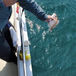 遊漁船 ニライカナイ 釣果