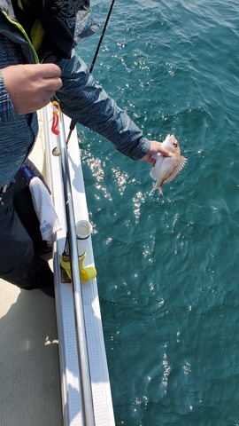 遊漁船 ニライカナイ 釣果