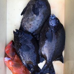 伊豆下田フィッシング 釣果